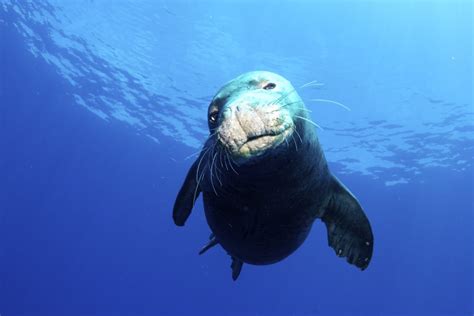 Hawaiian Monk Seal Facts Habitat Diet Conservation And More
