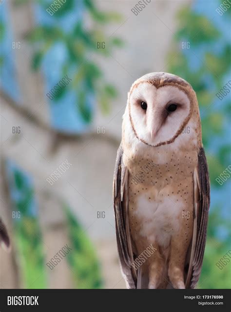 A Beautiful Barn Owl With Its Heart Shaped Face And