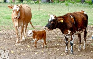 We specialize in mini cows for sale and mini bulls for sale in colorado by lovable little ones. Pet Mini Cows | Mini Cattle For Sale in East Texas