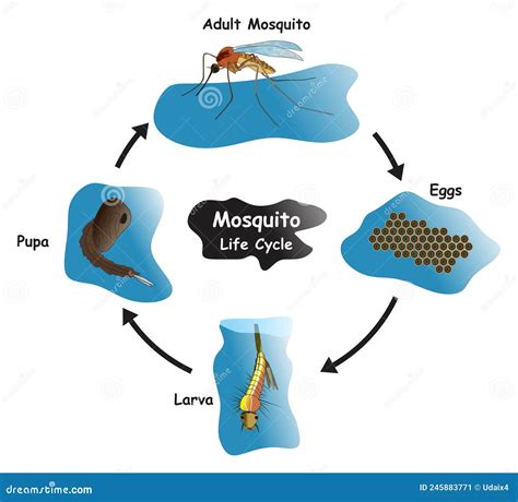 Mosquito Life Cycle Infographic Diagram Stock Vector Illustration Of