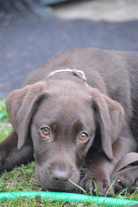 Free Images Animal Pet Brown Vertebrate Labrador Retriever Doggy