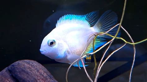 The Most Beautiful Polar Platinum Parrot Fish Youtube