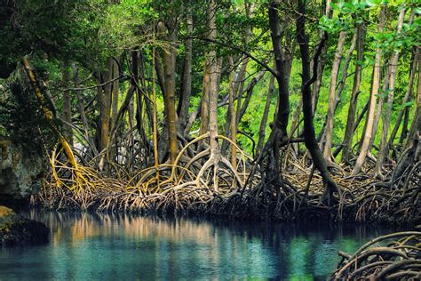mangrove definition types importance uses facts 41 off