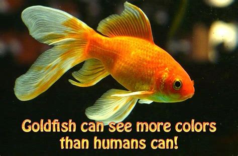 Interesting Facts About Gold Fish Did You Know Pets In 2020