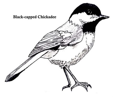 Painting workshop painting studio painting & drawing watercolor animals watercolor paintings floral watercolor chickadee tattoo color pencil art tattoos. Black Capped Chickadee Coloring Page | Black capped ...