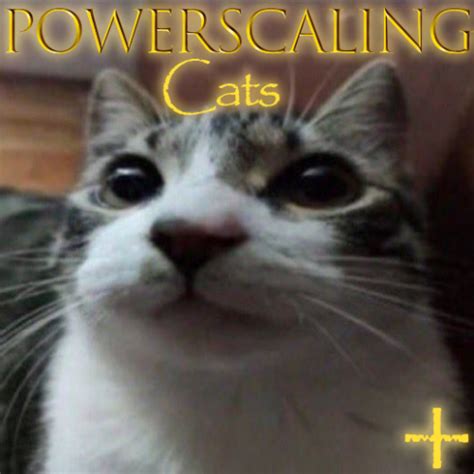 Create A Powerscaling Cat Memes Tier List Tiermaker