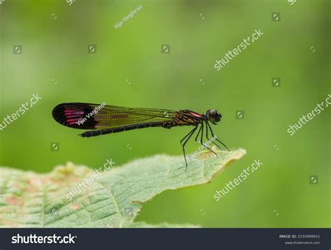 35 Chlorocyphidae Images Stock Photos And Vectors Shutterstock