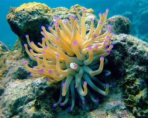 Sea Anemone Wallpapers Animal Hq Sea Anemone Pictures 4k Wallpapers
