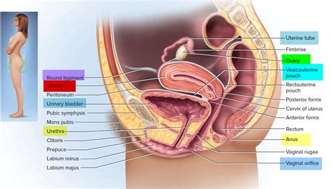 Uterus Anatomy Function Inverted Tipped And Transplantation