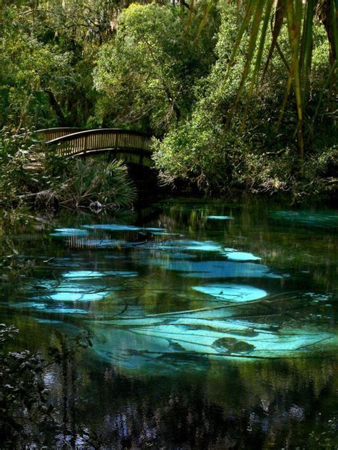 Fern Hammock Springs In Ocala National Forest Florida Travel Nature