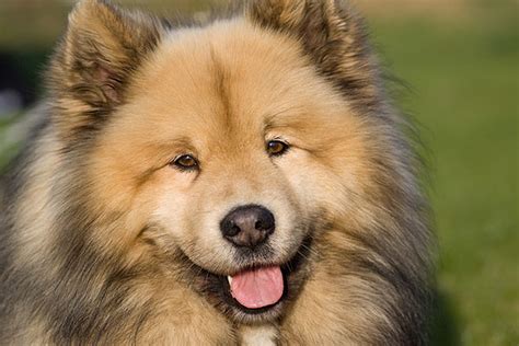 eurasier dog breed information pictures  facts alldogsworldcom