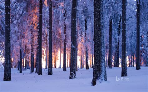 Snowy Norway Spruce Forest At Sunset Thuringia Germany