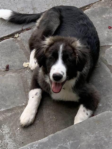 5 Month Old Border Colliepyrenees Mix Rgreatpyrenees