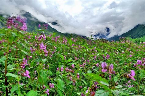Trek To Valley Of Flowers Hemkund Sahib Tripoto