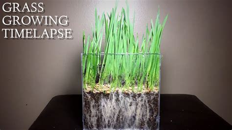 Grass Growing Timelapse Youtube