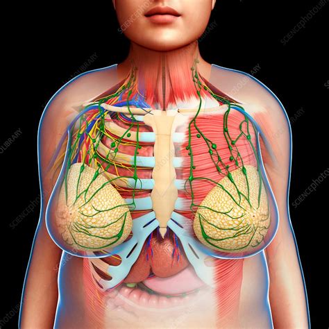 Female Chest Anatomy Illustration Stock Image F Science