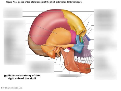 External Anatomy Of The Right Side Of The Skull Diagram Quizlet