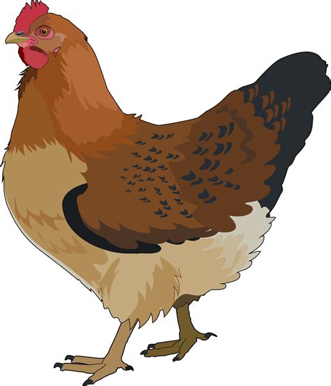 Gallina Animada Png