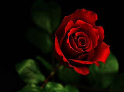 Red Rose Desktop High Resolution Widescreen 1024 X 768 Flower