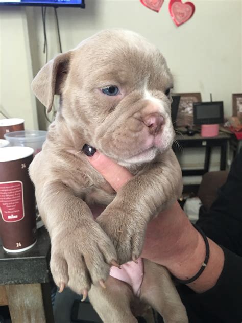 The most common bully puppy material is ceramic. American Bully Puppies For Sale | Woodlyn, PA #259530