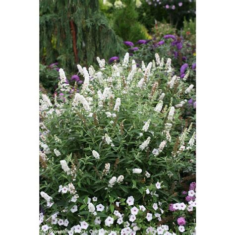 Buy with confidence, 1stinflowers.com has been offering send flowers to texas, tx. Proven Winners 4.5 in. Qt. Miss Pearl Butterfly Bush ...