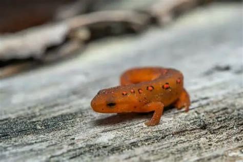 7 Interesting Facts About Eastern Newts The Critter Hideout