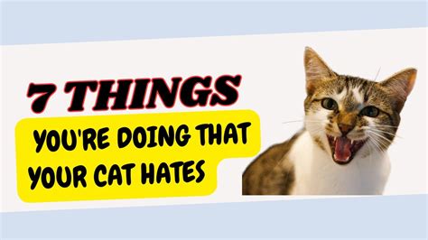 7 Things Youre Doing That Your Cat Hates Youtube