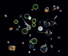 Marine Microbes | Smithsonian Ocean