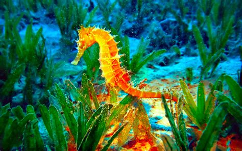 Bright Seahorse Photo And Wallpaper Cute Bright Seahorse Pictures