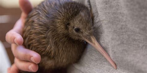 Smithsonian Conservation Biology Institute Seeking Names For Kiwi Chick Smithsonian Institution