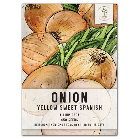 Yellow Sweet Spanish Onion Seeds For Planting Allium Cepa Seed Needs