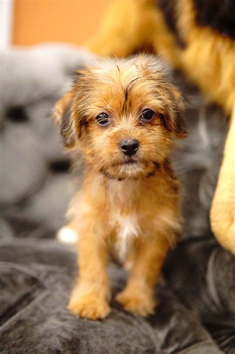 Shorkie Forever Love Puppies Puppies Cute Animals Cute Puppies