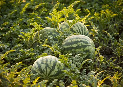 A Day On The Farm Near Greensboro Our State How To Grow Watermelon Watermelon Plant