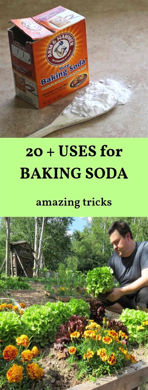 20 Great Ways To Use Baking Soda In The Garden Baking Soda Uses