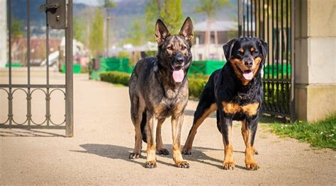 Is the more intelligent rottweiler vs german shepherd who would win in a fight? Rottweiler vs. German Shepherd: Breed Similarities ...