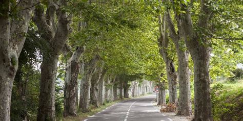 The Benefits Of Urban Trees Twin Rivers Tree Service And Landscaping