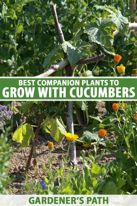 The Ultimate Guide To Companion Planting With Cucumbers Akioneo