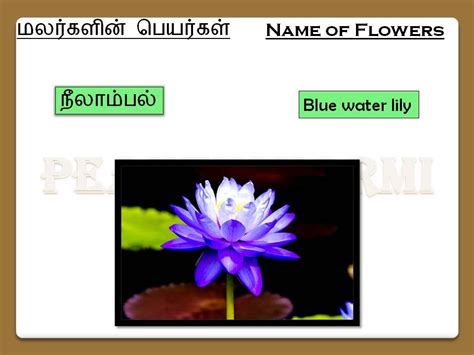 Check spelling or type a new query. Name Of Flowers In Tamil - Part I - YouTube