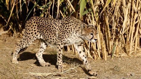 Second Endangered Cheetah Cub Dies In Iran