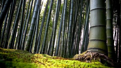 Bamboo Forest Hd Wallpaper Pixelstalknet