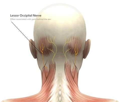 Swollen Occipital Lymph Nodes Occipital Lymph Nodes Page 3 Of 6