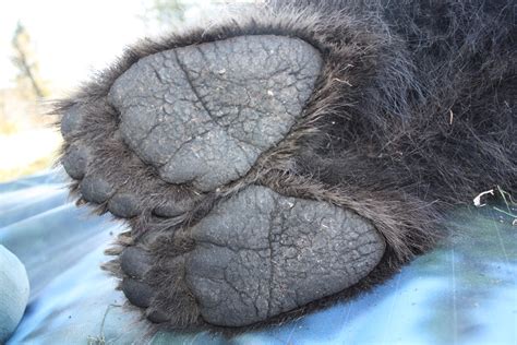 Bears Have Smelly Feet National Science Centre