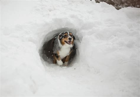 Australian Shepherd Walking Out Of Snow Tunnel Photograph By Cavan