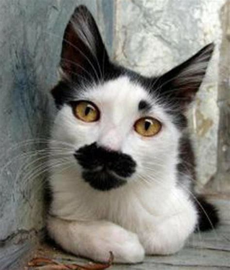18 Cats With Fabulous Moustaches