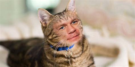 Museum staff looks after the cats. John Cena's Face Superimposed on Cats