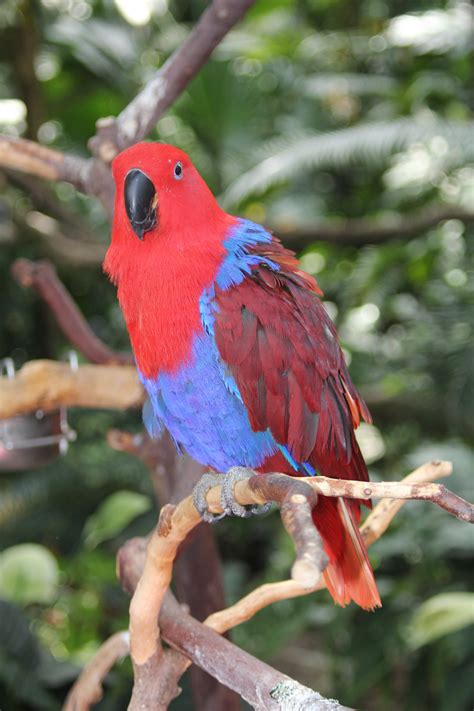 Fotos Gratis Rama Pájaro Fauna Silvestre Pico Lorikeet Guacamayo