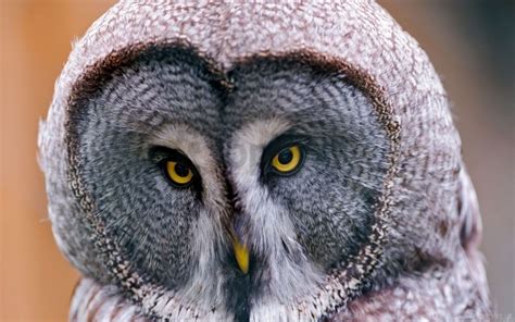 Birds Great Gray Owl Head Owl Predators Wallpaper Background Best Stock