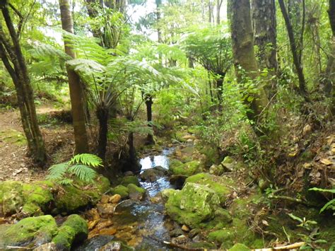 Ancient New Zealand Forests Descended From Gondwana