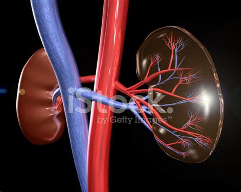 Kidneys Stock Photo Royalty Free Freeimages