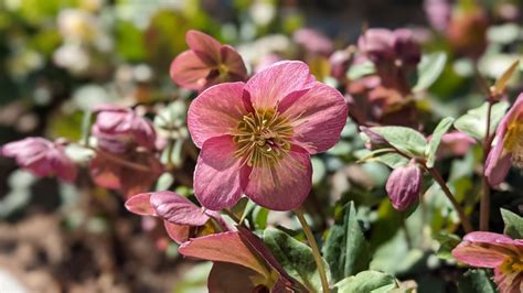 How To Grow And Care For Hellebores Winter Roses — Sage Journal